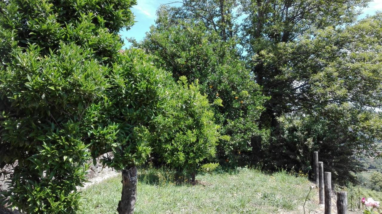 Quinta Da Mata *